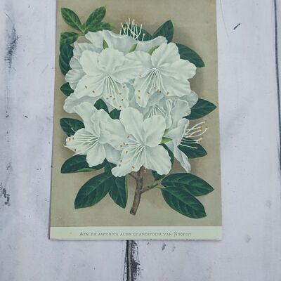 Botanical flower print early 1900s - 1