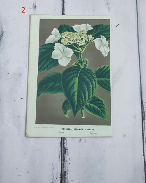 Stampa botanica fiori primi 900 - 2