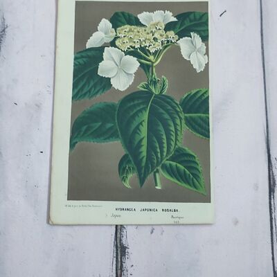 Botanical flower print early 1900s - 2