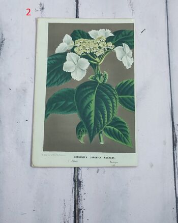 Impression de fleurs botaniques début des années 1900 - 2 1