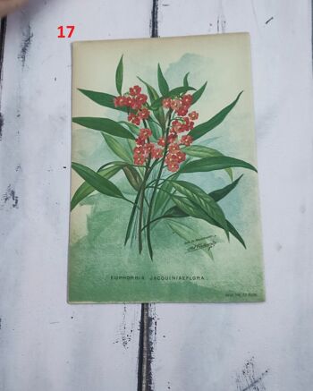 Impression de fleurs botaniques début des années 1900 - 4 5