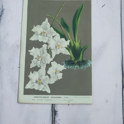 Impresión de flores botánicas a principios de 1900 - 3