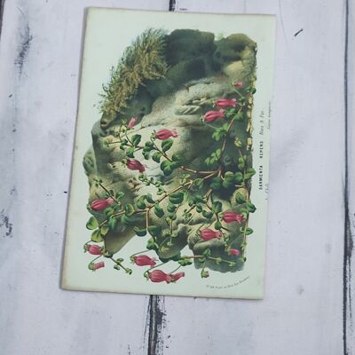 Botanical flower print early 1900s - 6