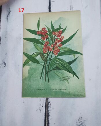 Impression de fleurs botaniques début des années 1900 - 6 5