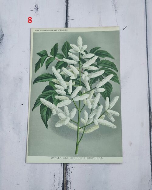 Stampa botanica fiori primi 900 - 8