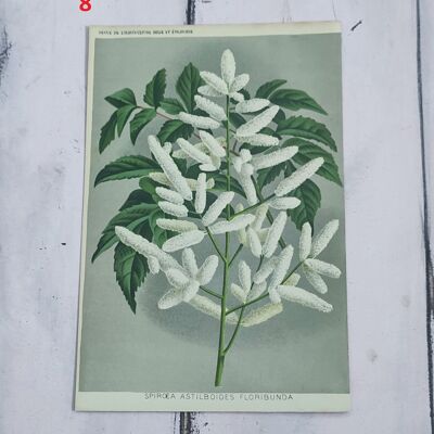 Botanical flower print early 1900s - 8