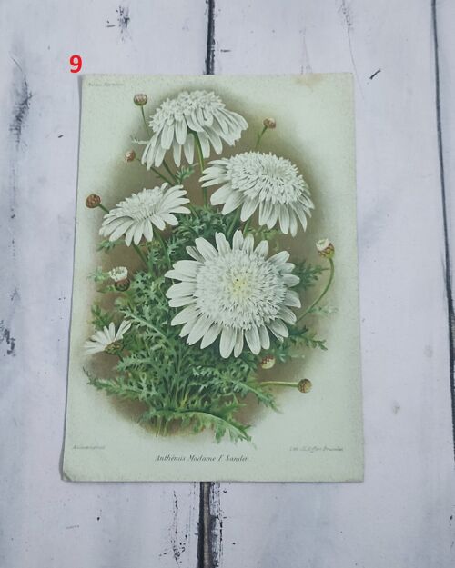 Stampa botanica fiori primi 900 - 9