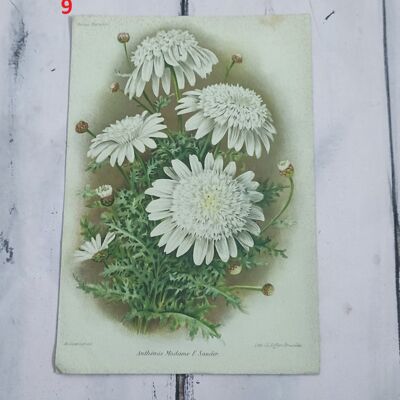 Botanical flower print early 1900 - 9