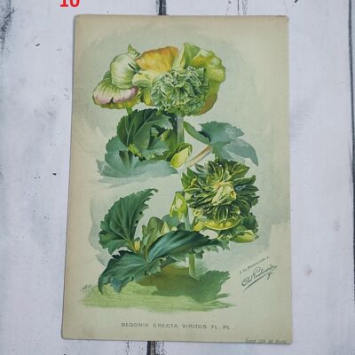Impression de fleurs botaniques début des années 1900 - 10e siècle