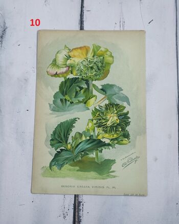 Impression de fleurs botaniques début des années 1900 - 10e siècle 1