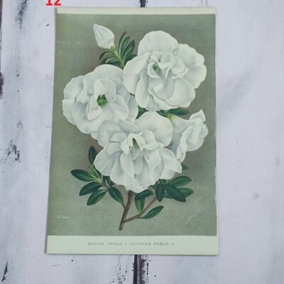 Botanical flower print early 1900 - 12