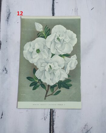Estampe fleur botanique début 1900 - 12 1