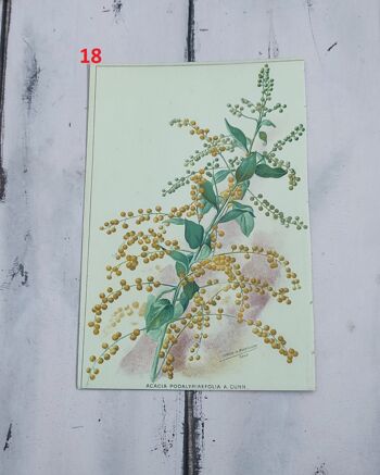 Estampe fleur botanique début 1900 - 12 4