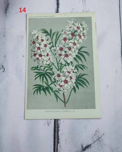 Stampa botanica fiori primi 900 - 14