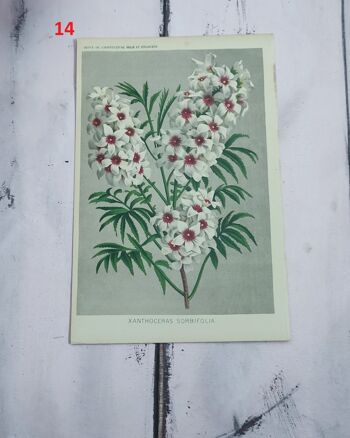 Estampe fleur botanique début 1900 - 14 1