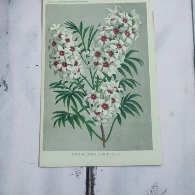 Impresión de flores botánicas a principios de 1900 - 14