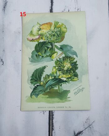 Impression de fleurs botaniques début des années 1900 - 15 1