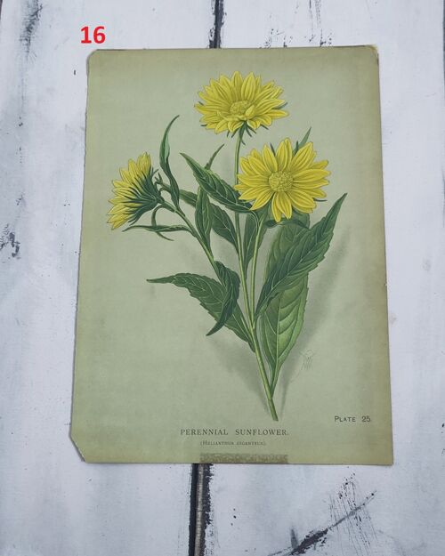 Stampa botanica fiori primi 900 - 16