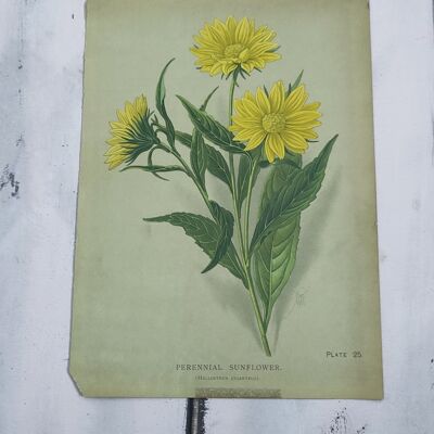Botanical flower print early 1900s - 16