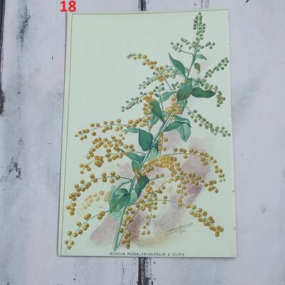 Stampa botanica fiori primi 900 - 18