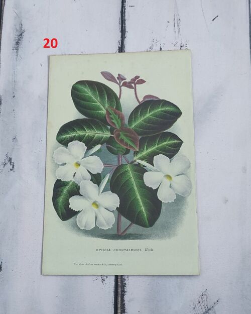 Stampa botanica fiori primi 900 - 20