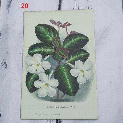 Stampa botanica fiori primi 900 - 20