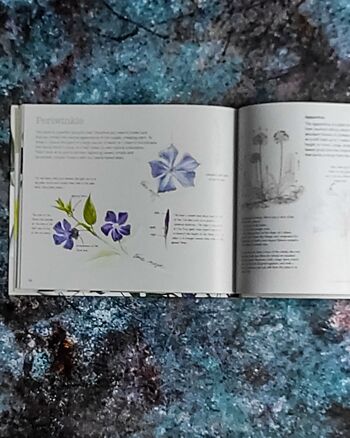 Cahier de dessin manuel : l'art du dessin botanique par agathe Ravet Haervermans 2