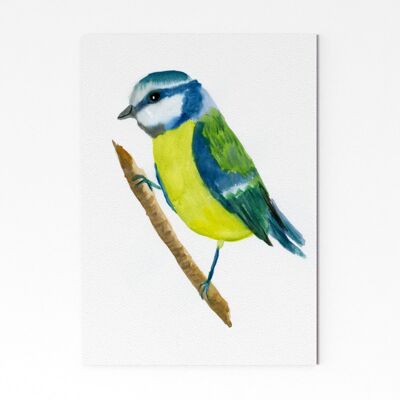 Blue Tit 2 - A4