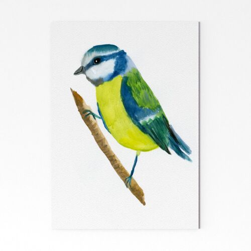 Blue Tit 2 - A5