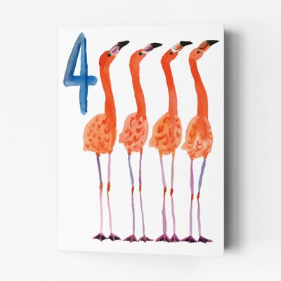 Vierjährige Flamingos