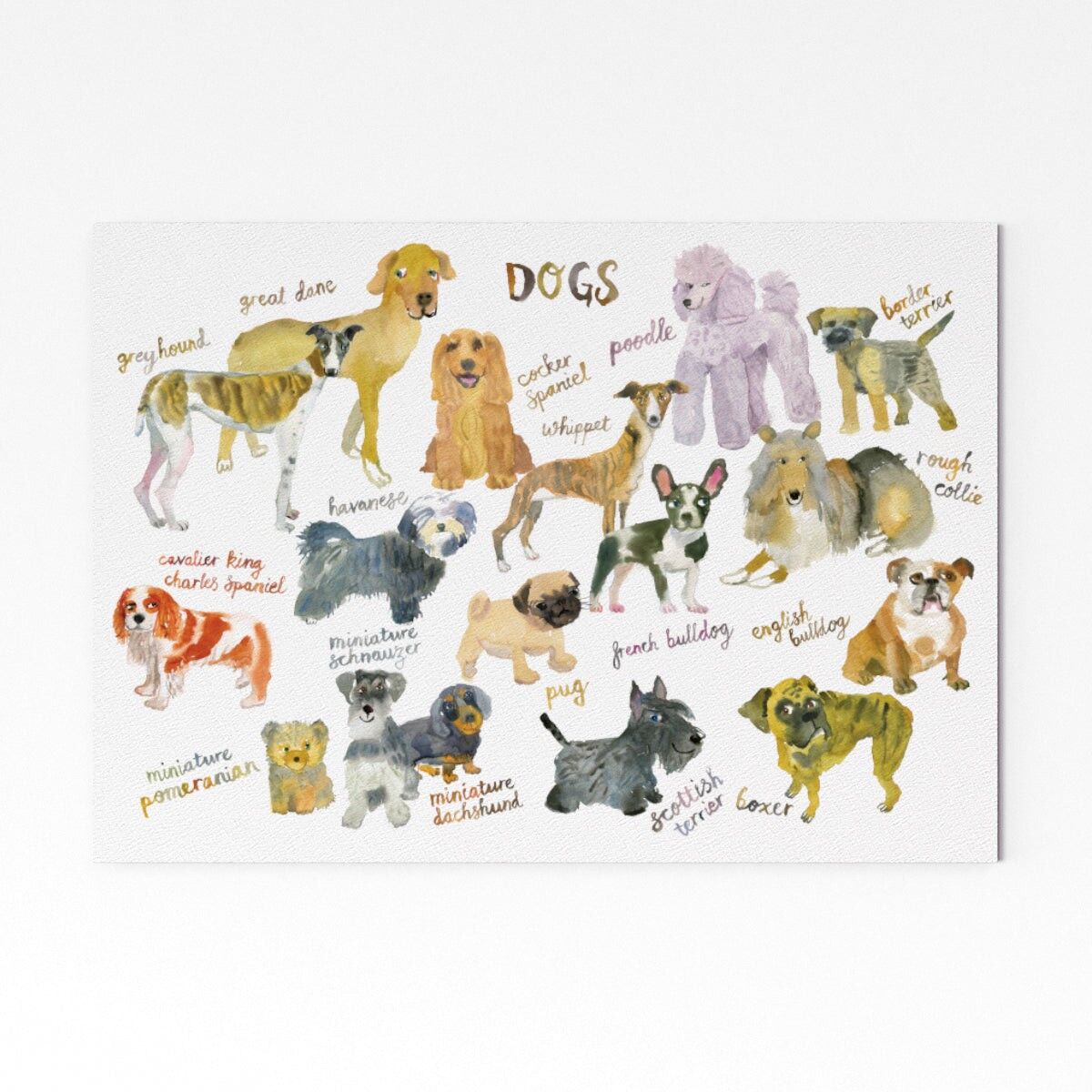 I cani di Frome - A2