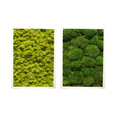 Combination of 2 - Iceland pole moss - white plastic frame