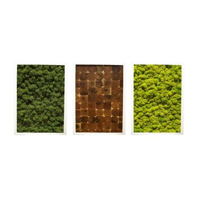 Combination of 3 - reindeer moss wood - white plastic frame