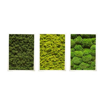 Combination of 3 - Iceland pole moss - white plastic frame