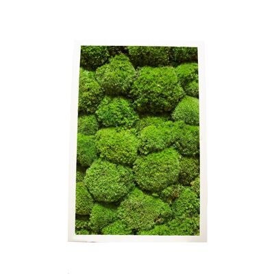 Pole moss - 30.5 x 61 cm - Black plastic frame