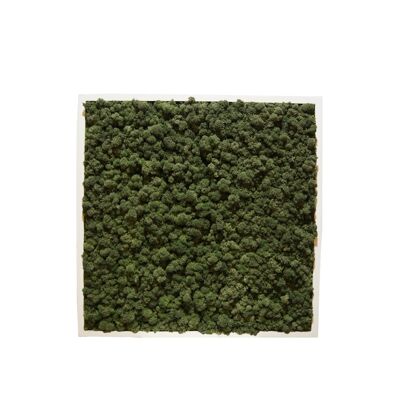 Verde bosco - 61 x 61 cm - Cornice in plastica bianca