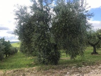 Bouteille en verre d'huile d'olive extra vierge biologique 0,75 lt 3