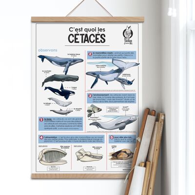 Cartel de cetáceos