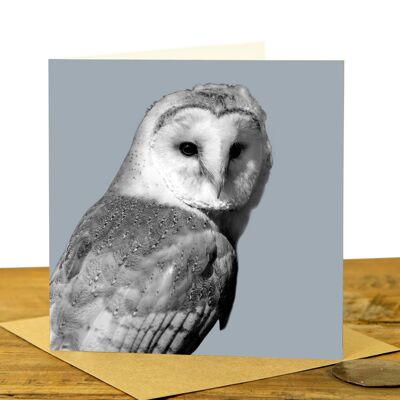 Barn Owl Greeting Card (SD-GC-15SQ-29-PLG)
