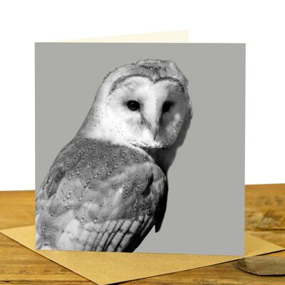 Barn Owl Greeting Card (SD-GC-15SQ-29-SGY)