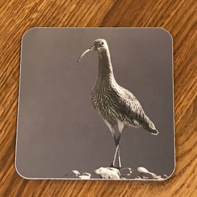 Curlew Coaster (SD-CO-22-CHA)