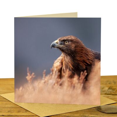 Golden Eagle on Heather - Greeting Card (SD-GC-15SQ-32-CL)