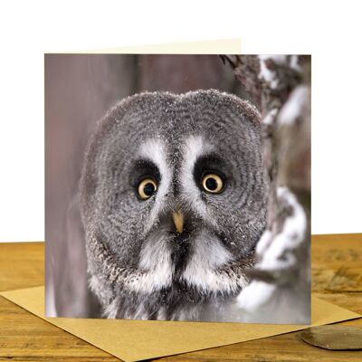 Great Grey Owl - Greeting Card (SD-GC-15SQ-13-CL)