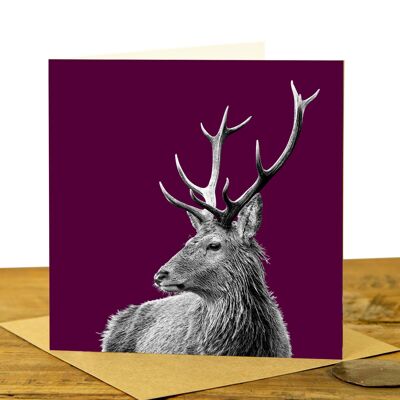 Highland Stag Greeting Card (SD-GC-15SQ-31-CLA)