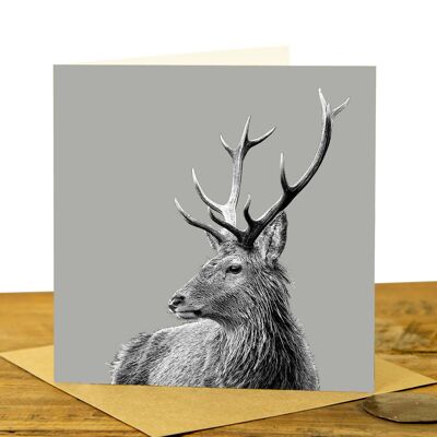 Highland Stag Greeting Card (SD-GC-15SQ-31-SGY)