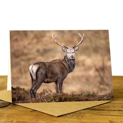 Highland Stag in the Heather - Greeting Card (SD-GC-75L-35-CL)