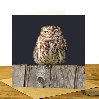 Little Owl on Fence - Greeting Card (SD-GC-15SQ-40-CHA)
