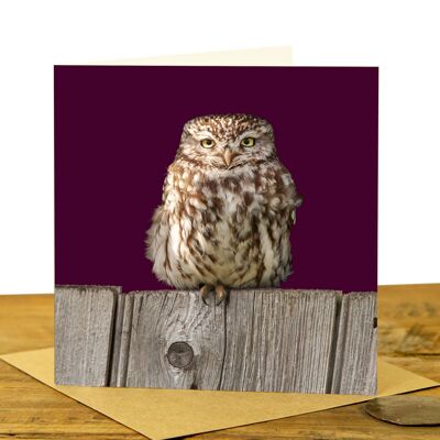 Little Owl on Fence - Greeting Card (SD-GC-15SQ-40-CLA)