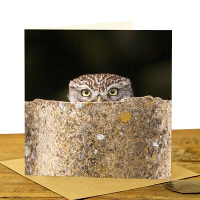 Little Owl Peeking - Greeting Card - Full Colour (SD-GC-15SQ-34-CL)