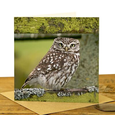 Little Owl on Fence - Greeting Card - Full Colour (SD-GC-15SQ-33-CL)